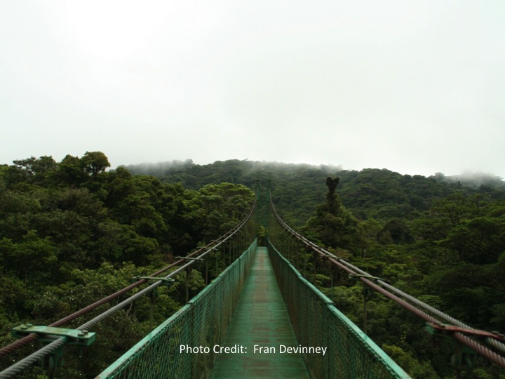 canopy over Monteverde Costa Rica