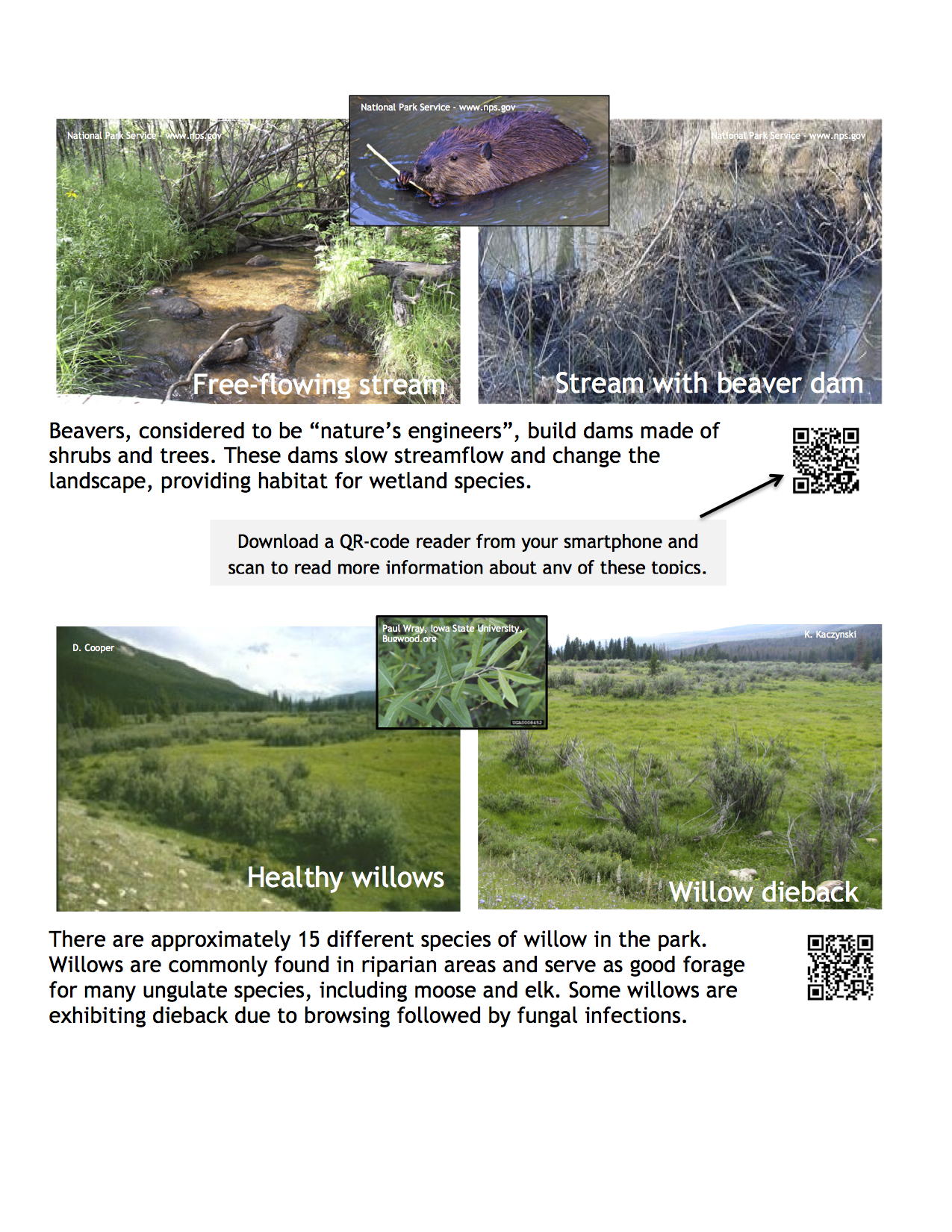 Image of species and QR codes for Rocky Mountain National Park; Beaver, Willows