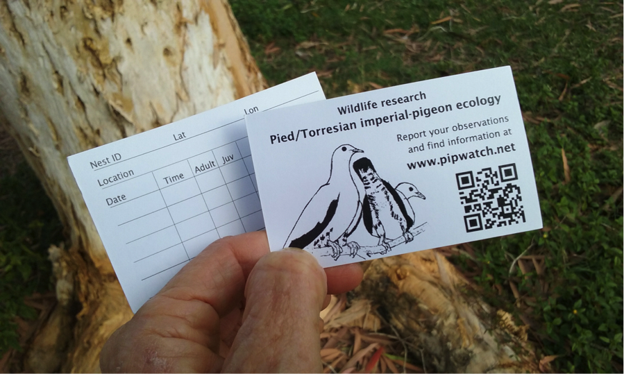 QR codes for pigeon ecology research