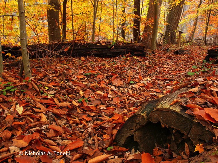 Dense pack of fallen leaves