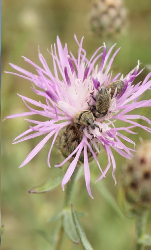 Larinus minutus