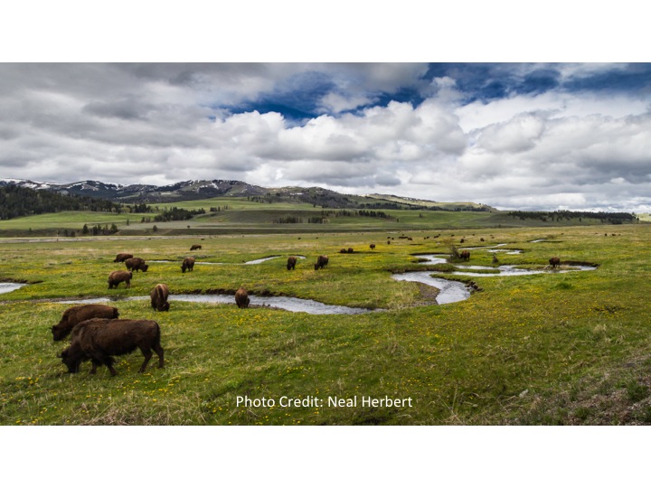 Large bison herd in Yellowstone