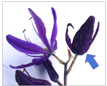 open flower on Camassia