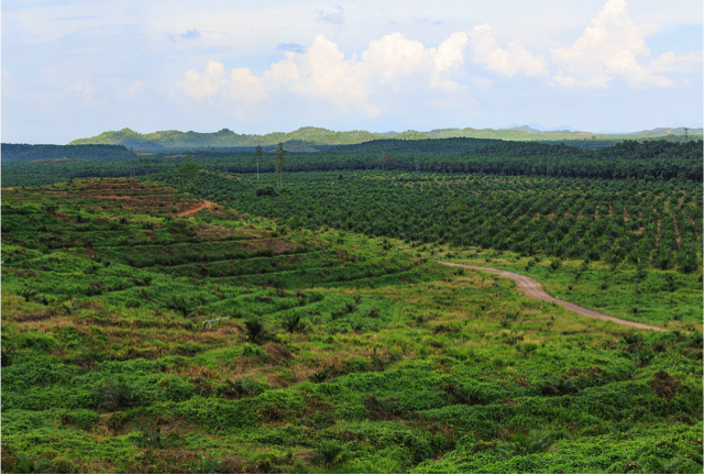 Palm oil plantations