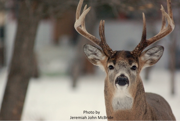 Mule deer looking at camera