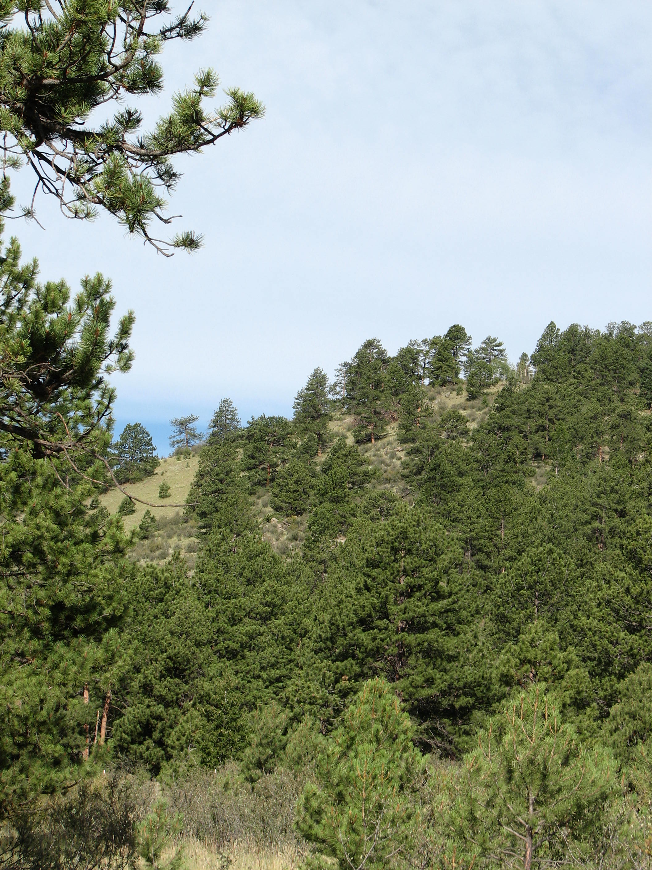 Ponderosa Pine forest