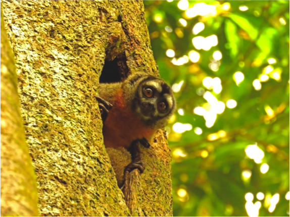owl monkey, who was clearly displeased that we had interrupted his day-time nap