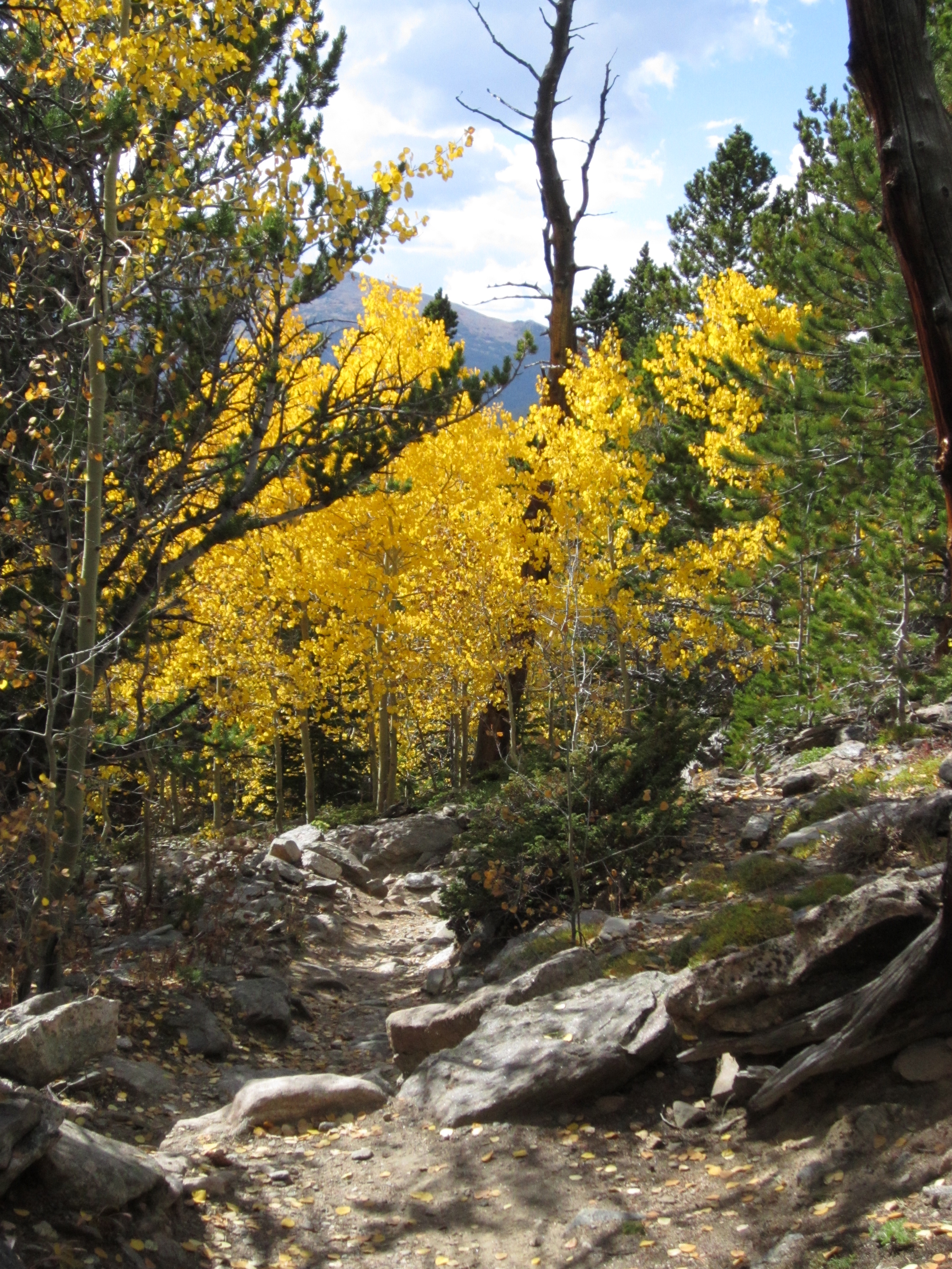 Aspen stand in full color next to trail