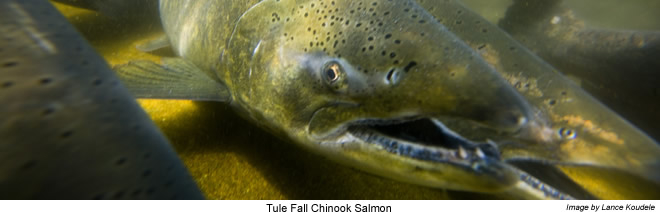 Chinook Salmon closeup