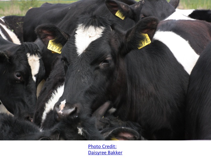Closeup group of cows