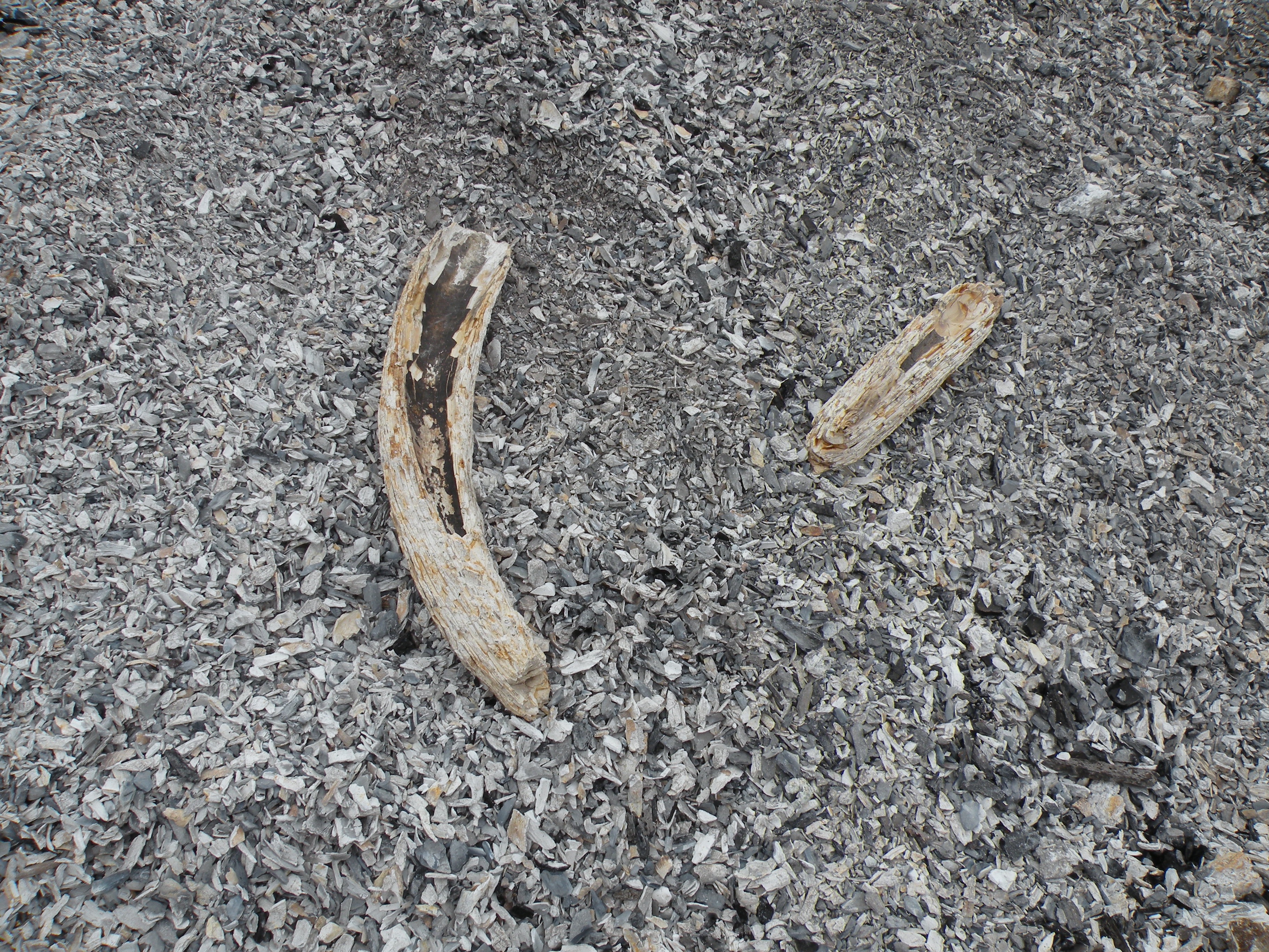 Burned elephant tusks