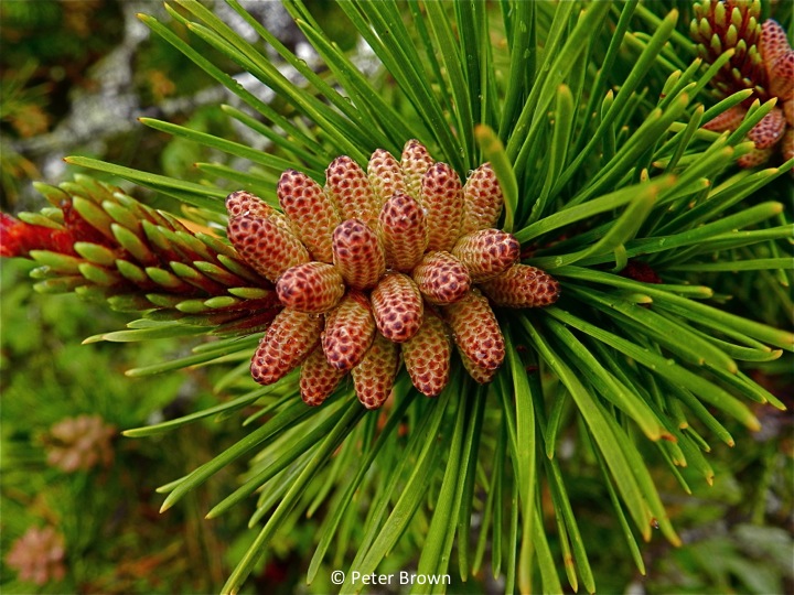 Lodgepole Cones