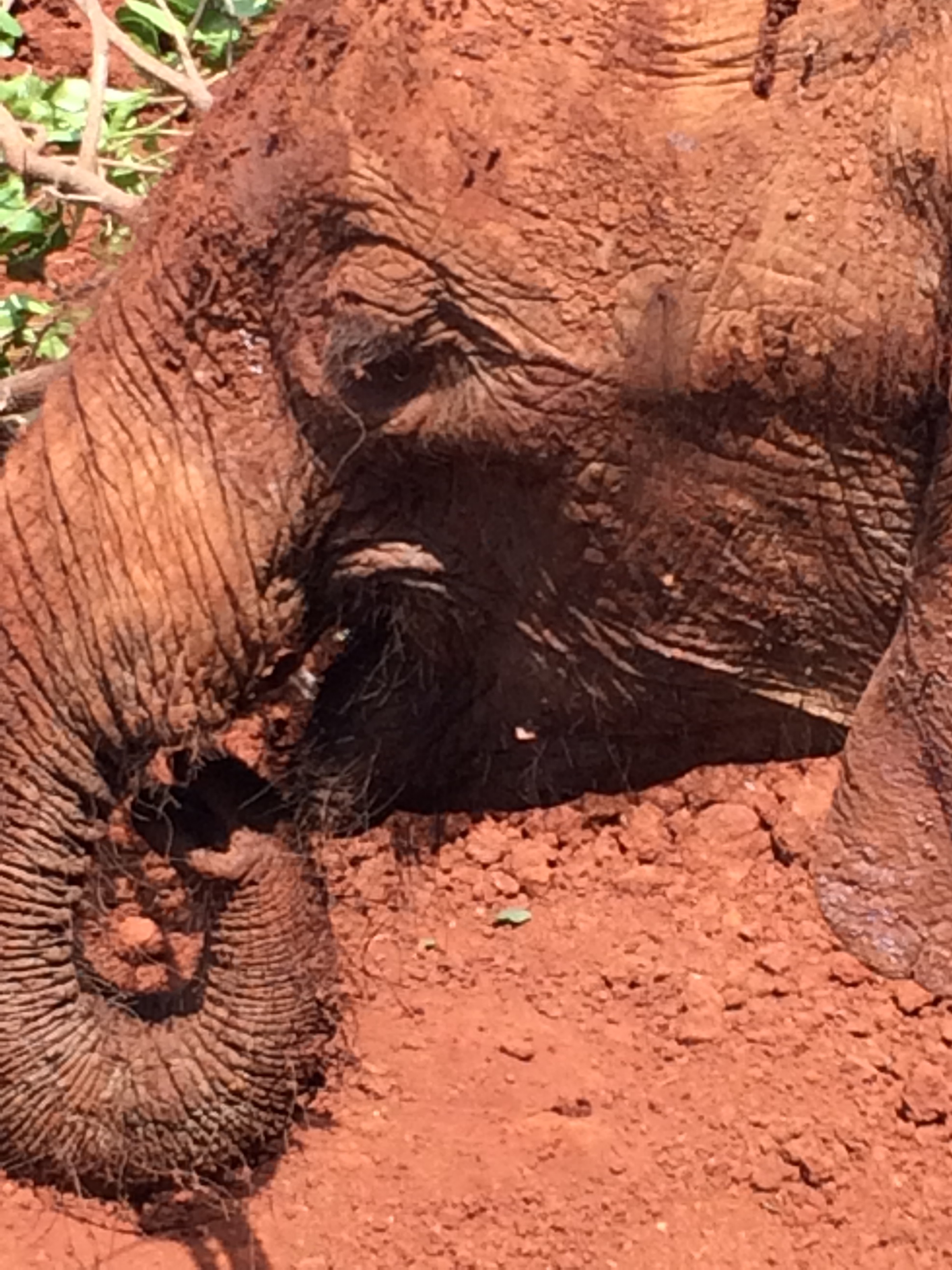 Closeup of elephant in red dirt