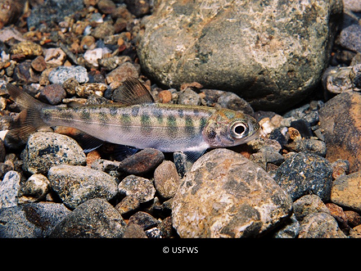 Young Chinook Salmon