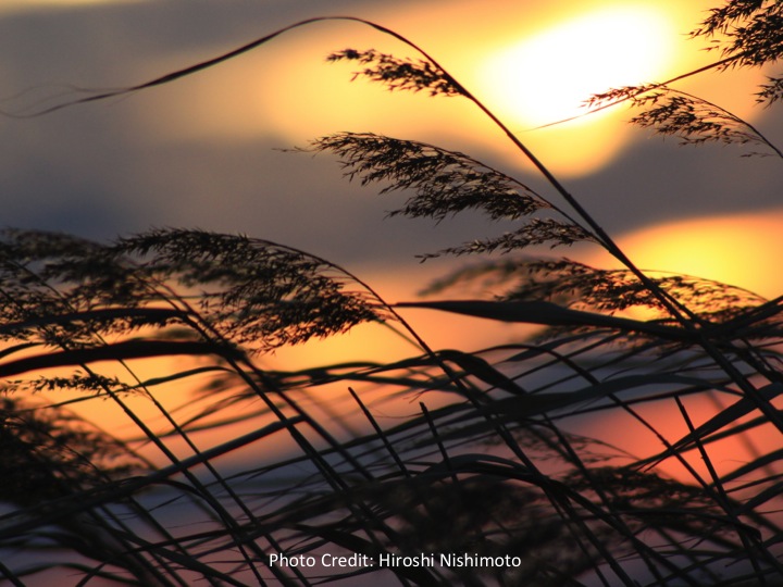 Grass silhouette at sunset