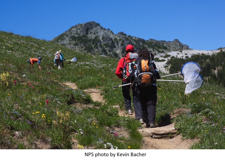 Sampling instects at high elevations