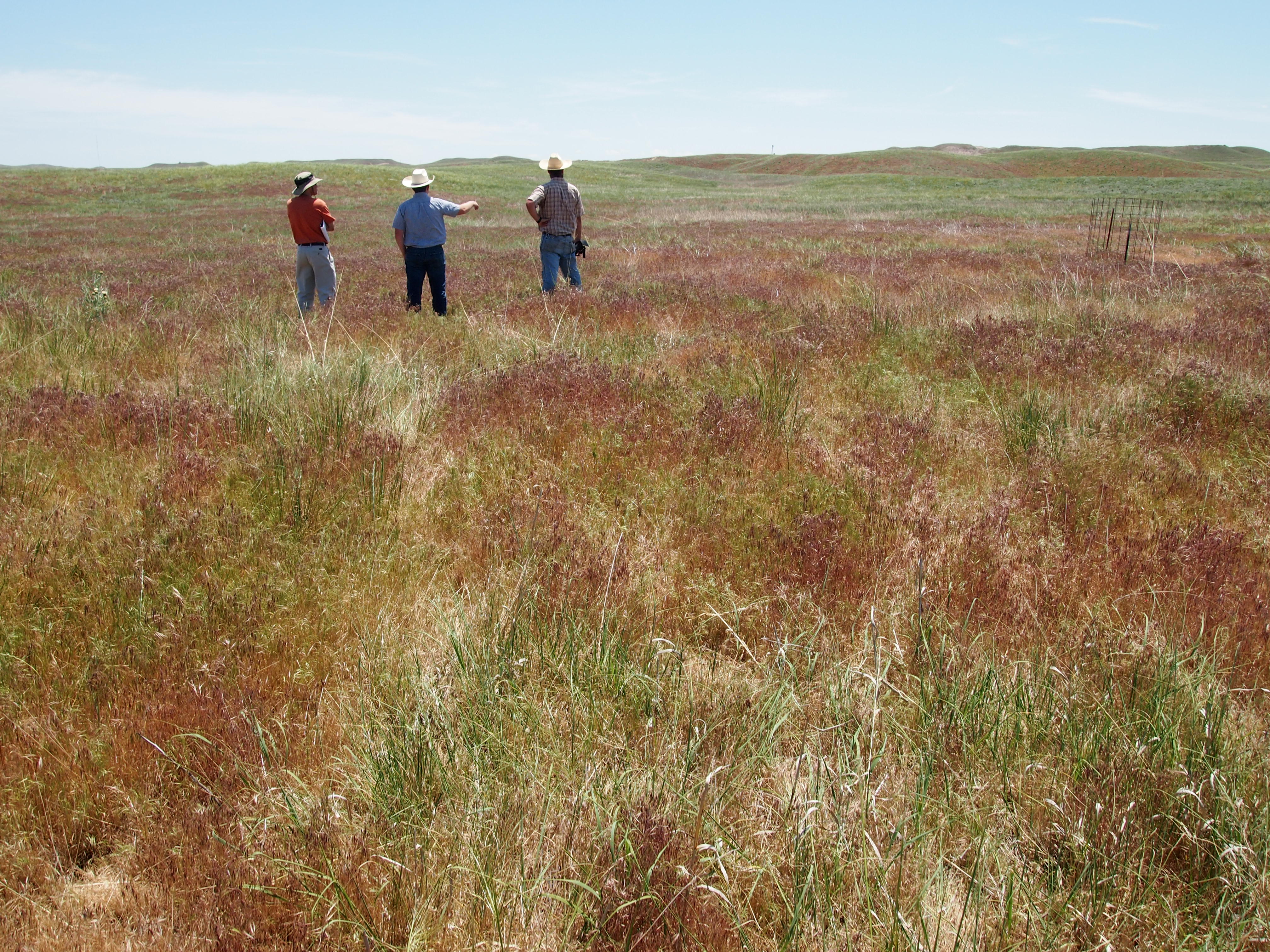 Researchers look at field of cheatgrass