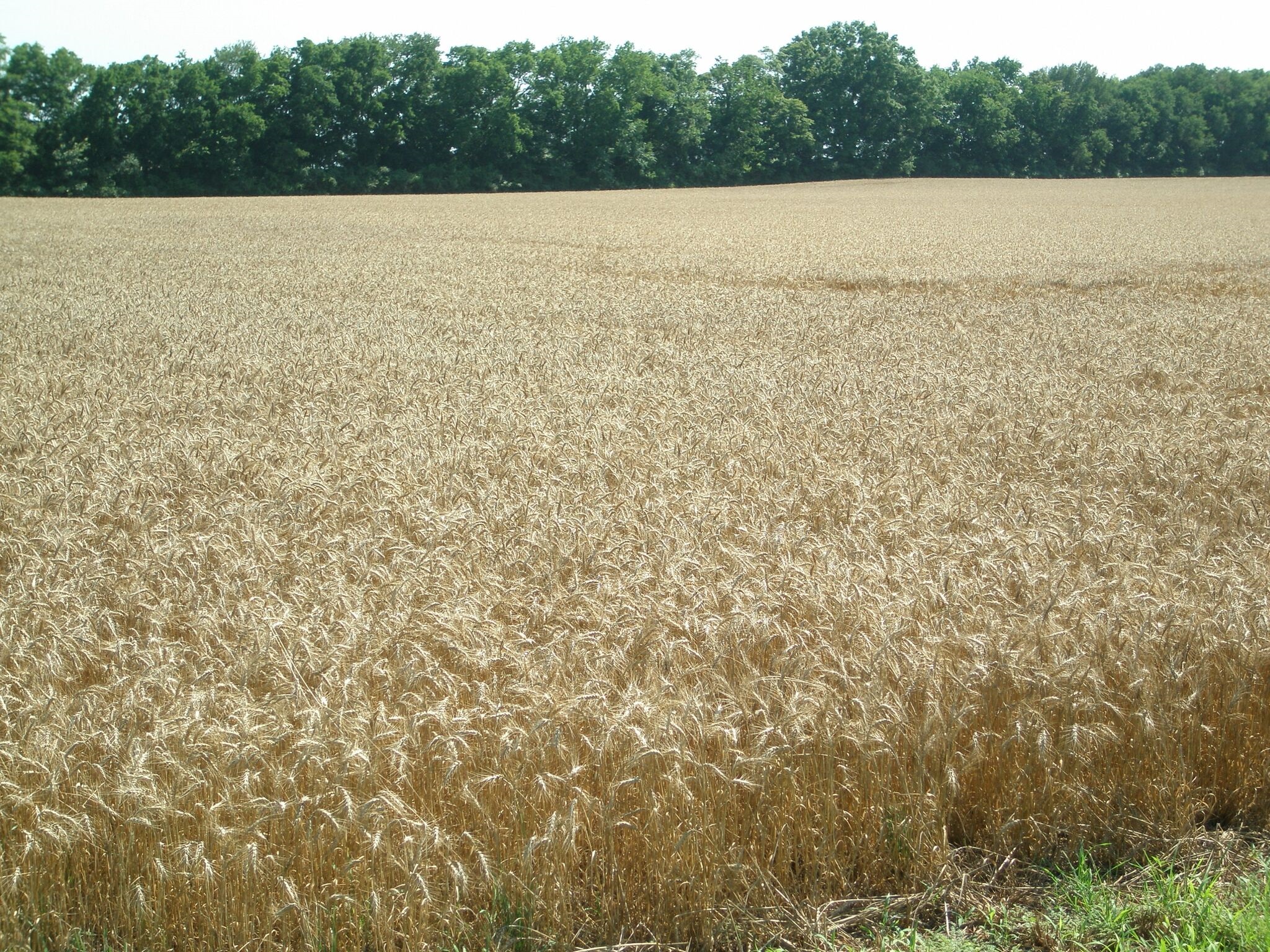 Wheat field