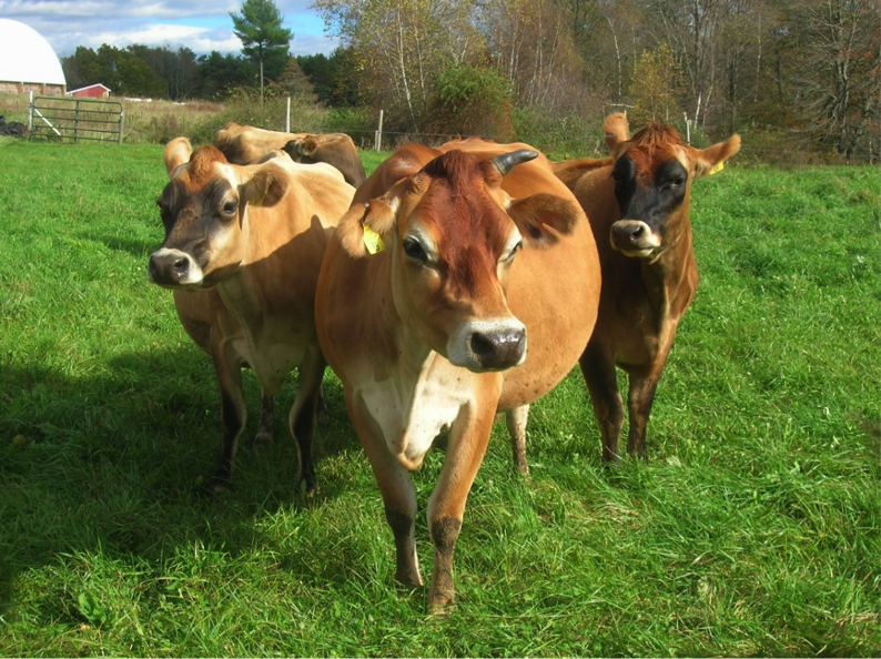 Herd of jerseys cows at University of New Hampshire’s Organic Dairy Research Farm