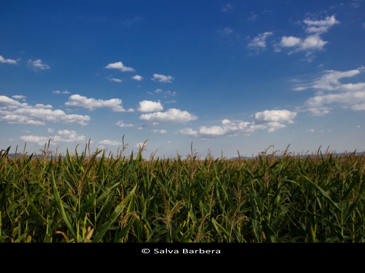 Corn field photo