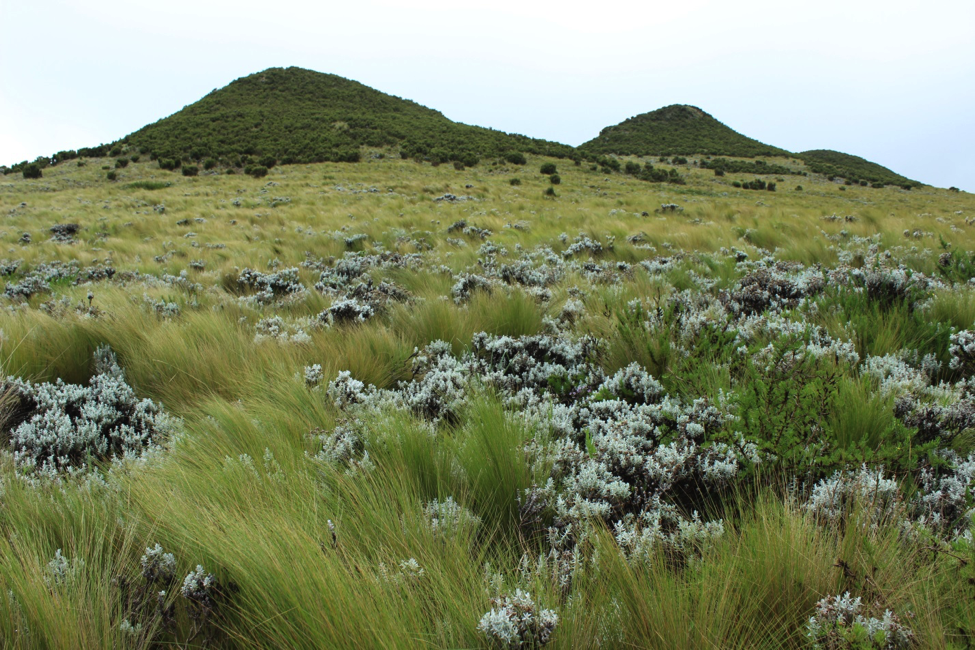 Guassa grass and Helichrysum shrubs.
