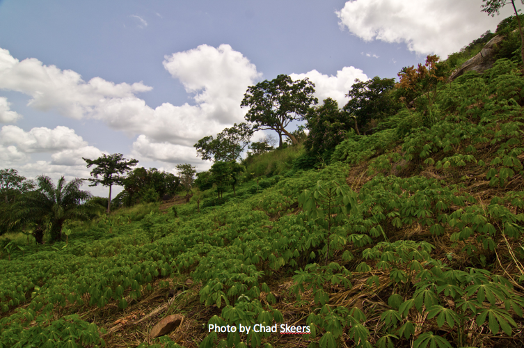 South American tree platation on a hillside