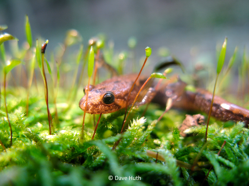 Amphibian