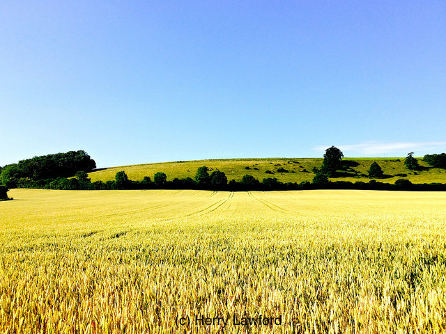 Crop field at hills edge.