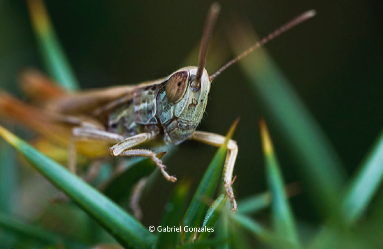 Close-up of grasshopper.