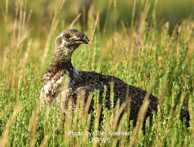Ptarmigan in grass