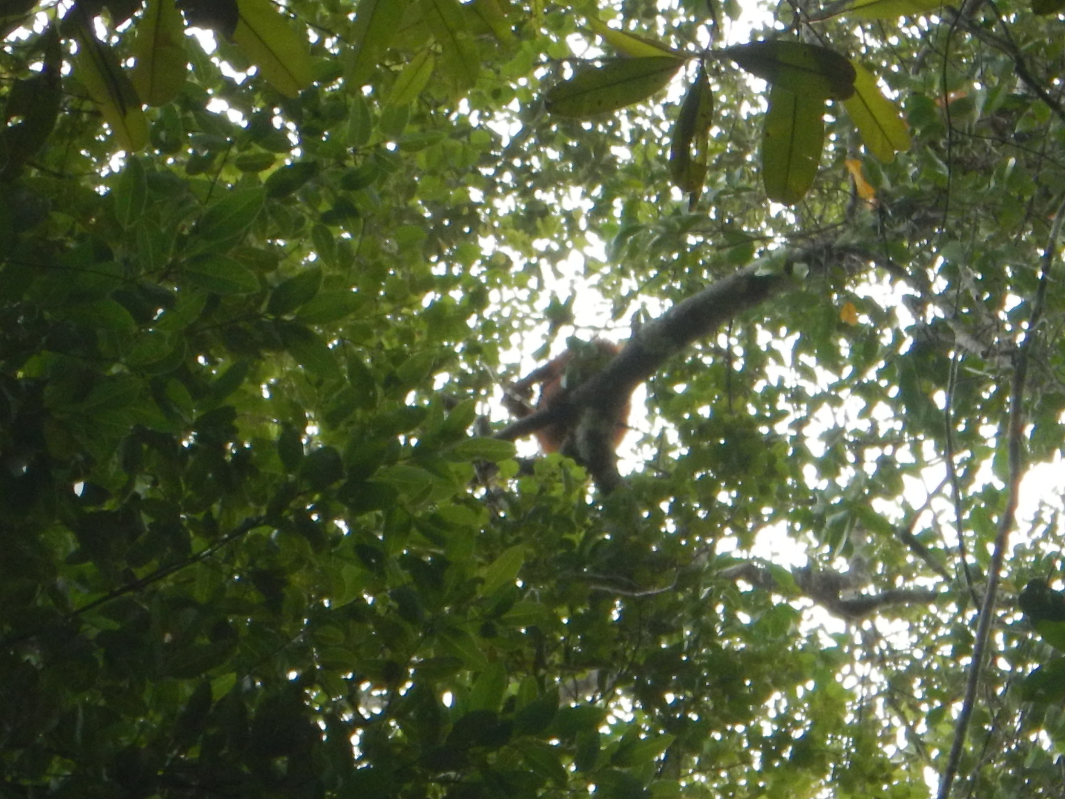orangutan feeding