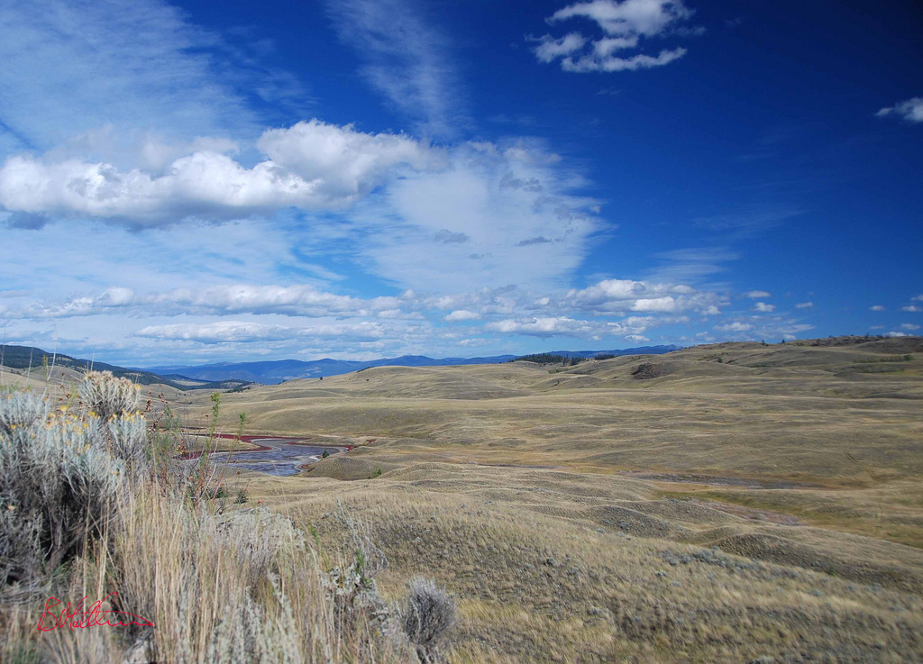Landscape photo of a grassland ecosystem