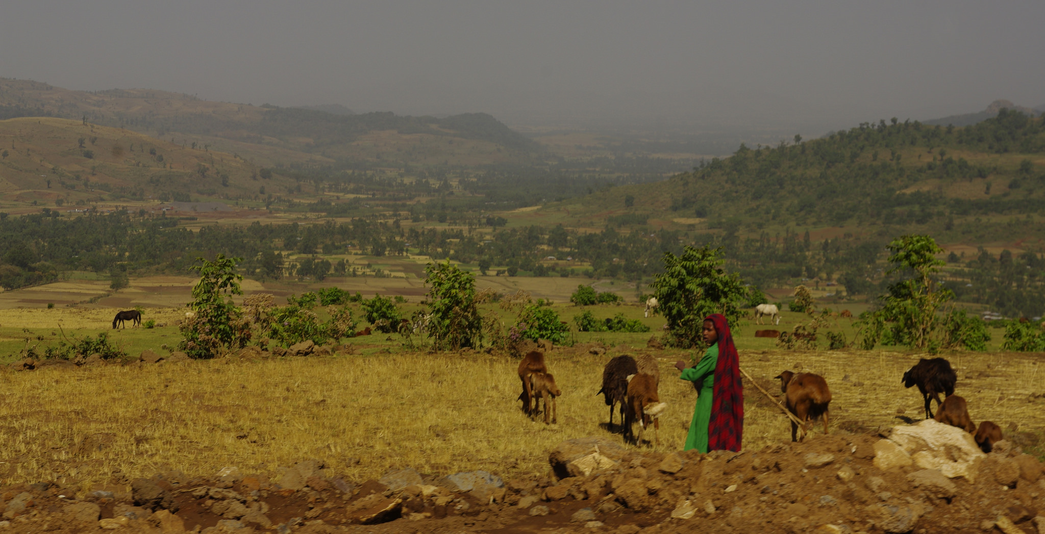 Woman working in a field in Ethiopian Highlands