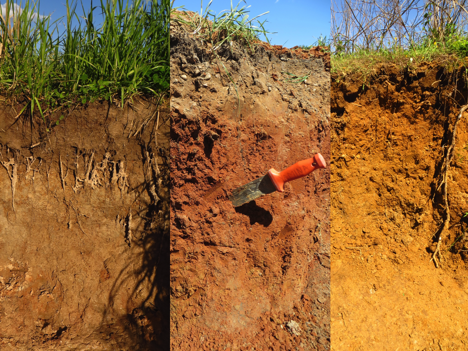 Soil profiles from Arkansas