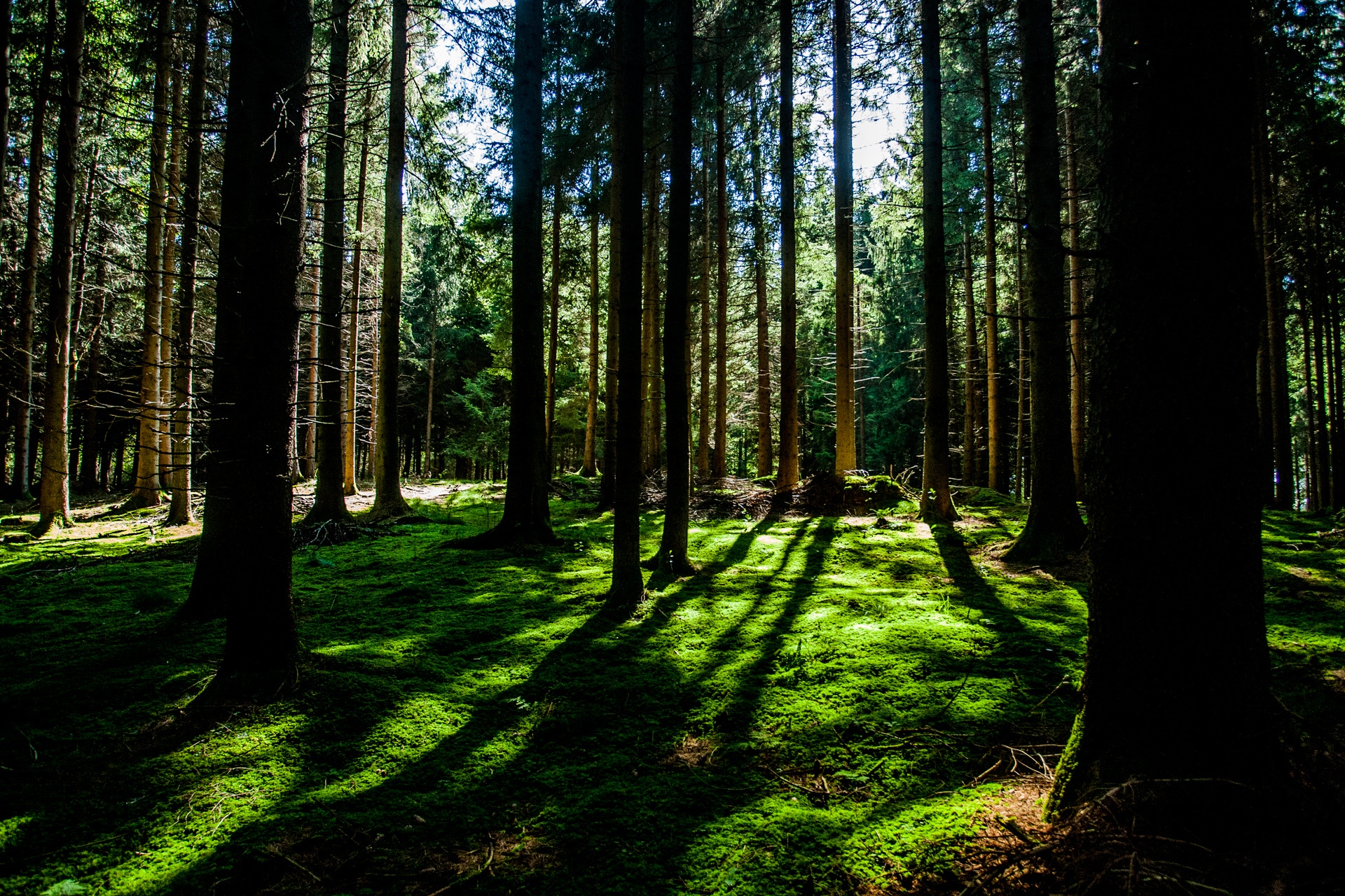 Wooded area