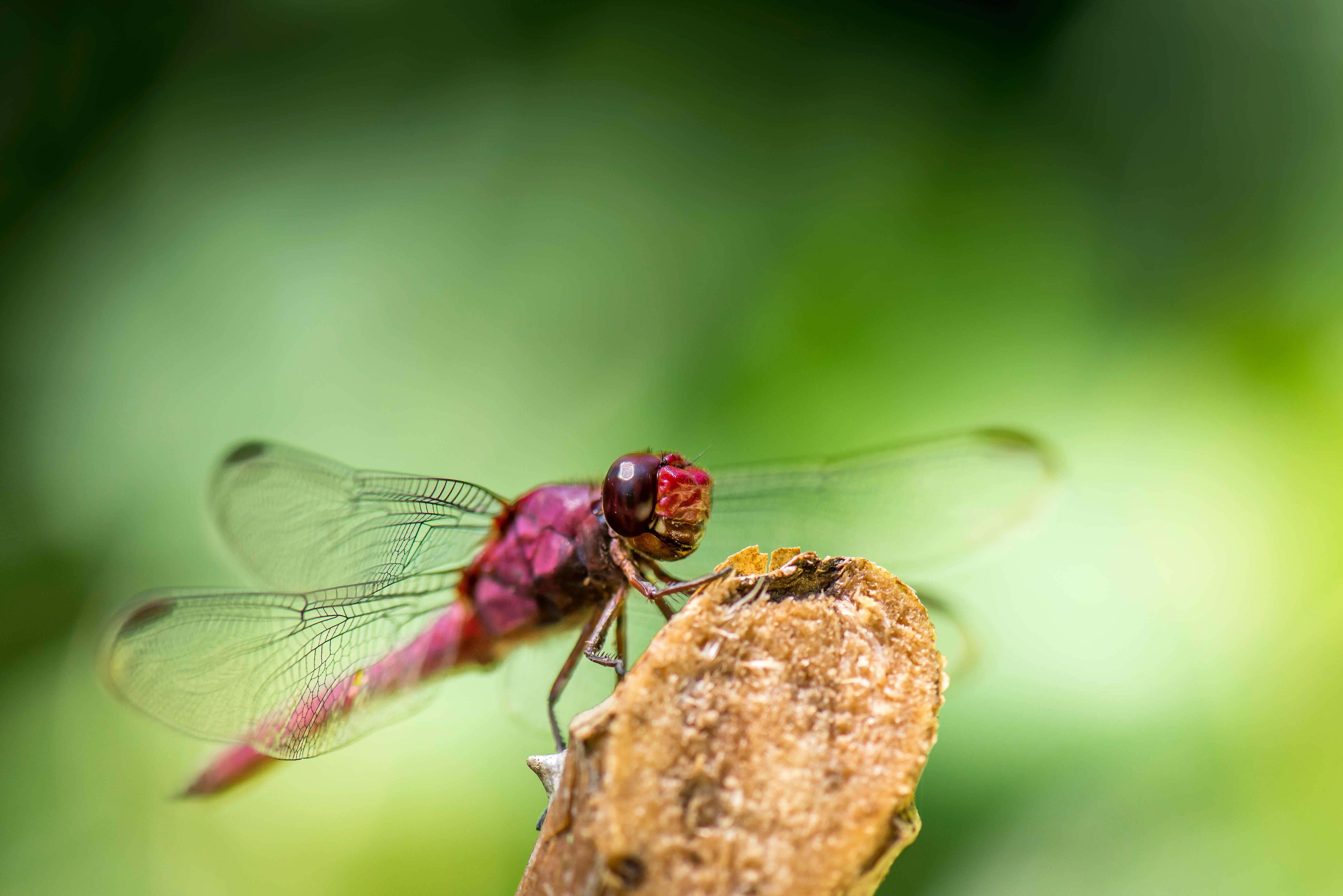 Red Dragon Fly up close