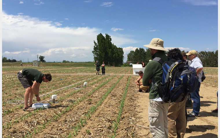 SSI sampling in a crop field