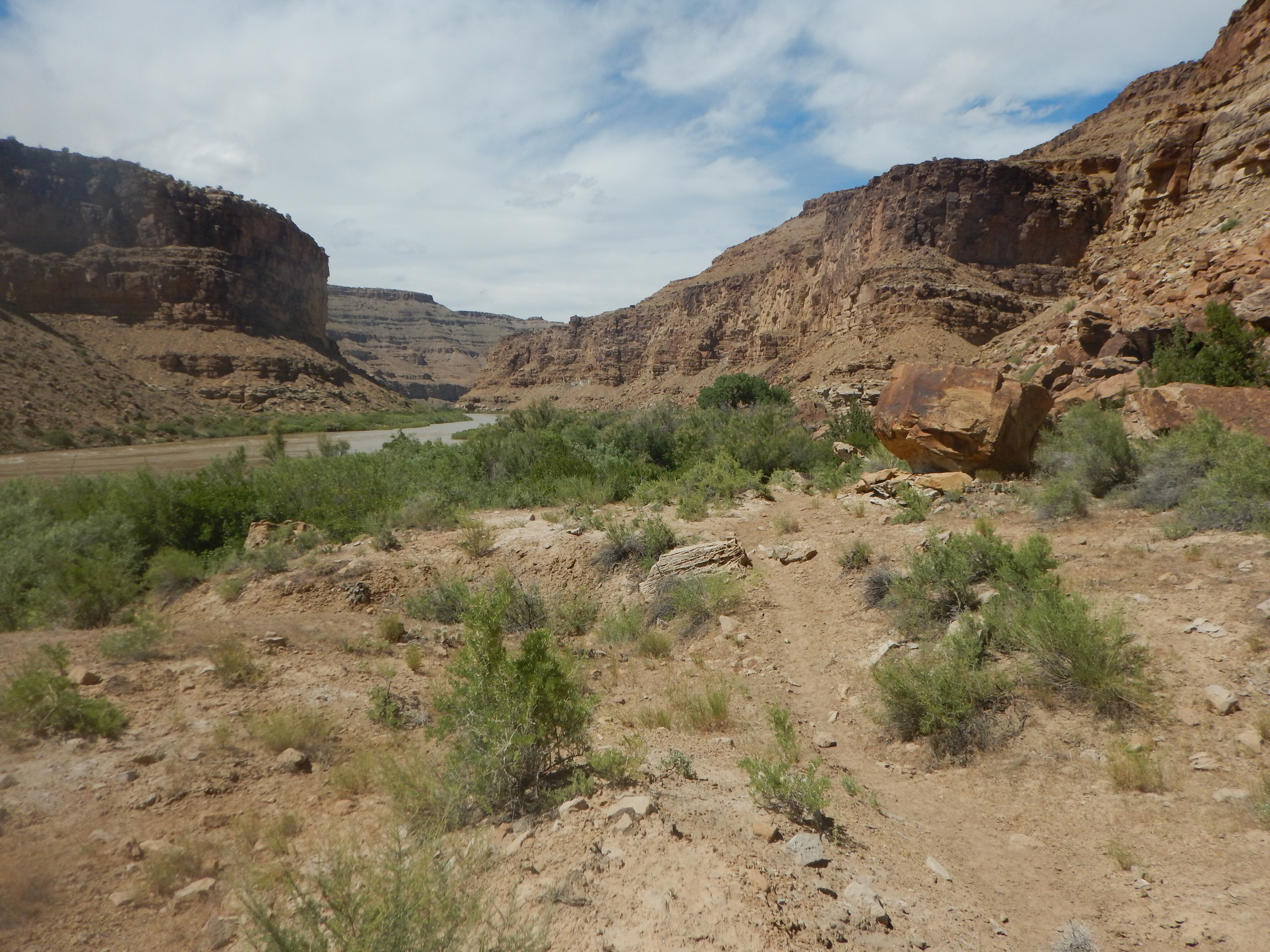 Invasive species along the Upper Colorado River