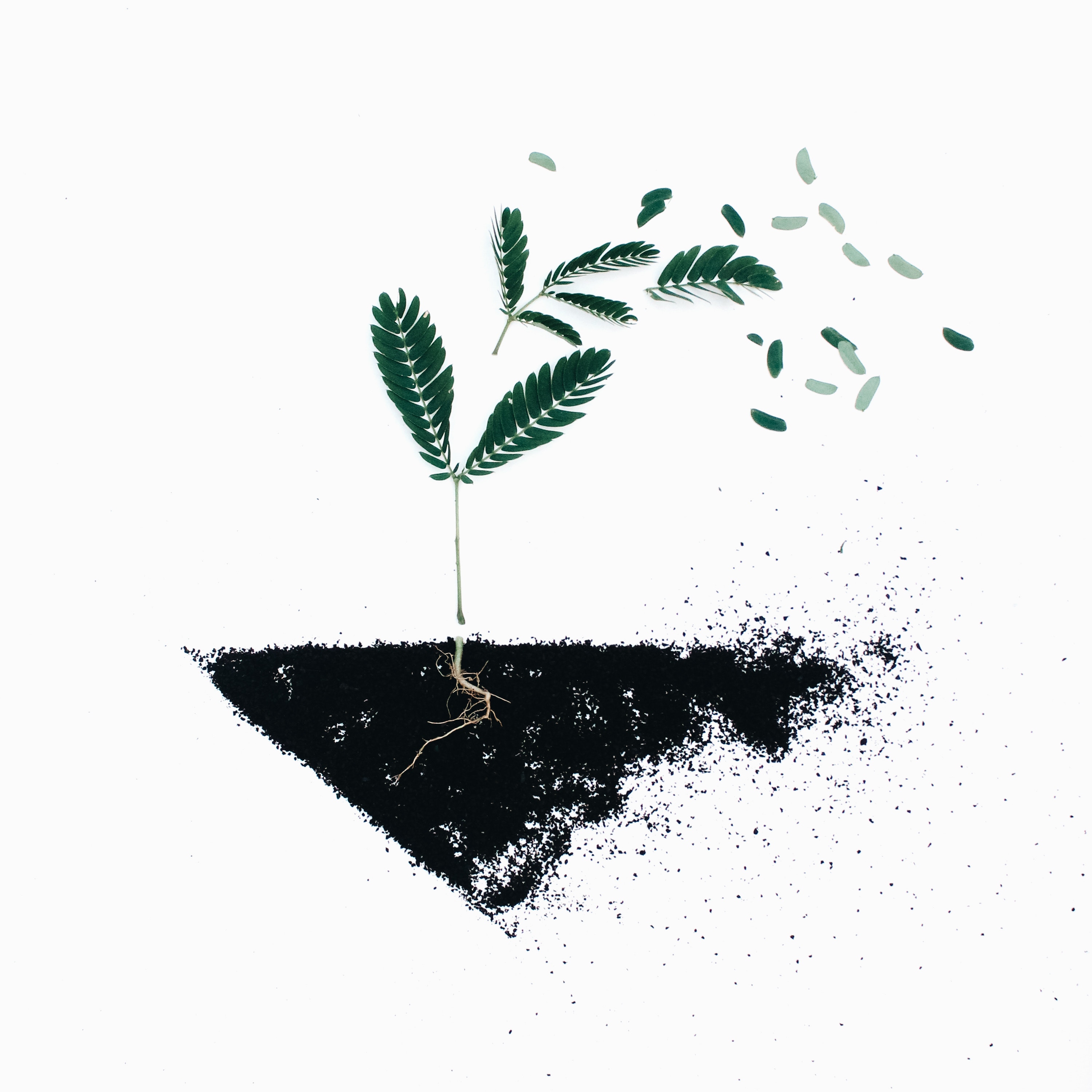 Plant with exposed roots