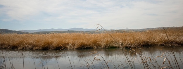marsh