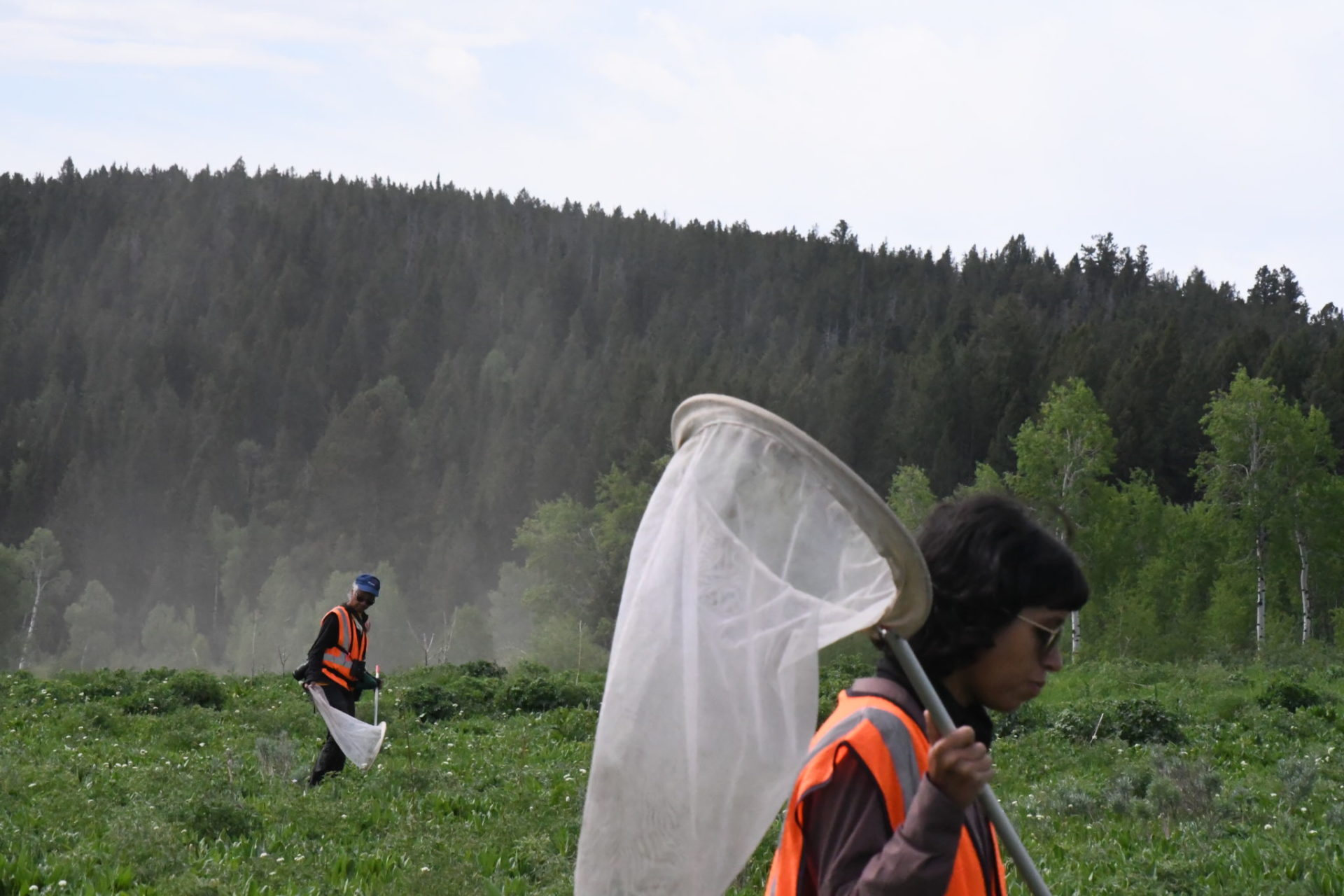 BioBlitz near Two Ocean Lake in Grand Teton National Park