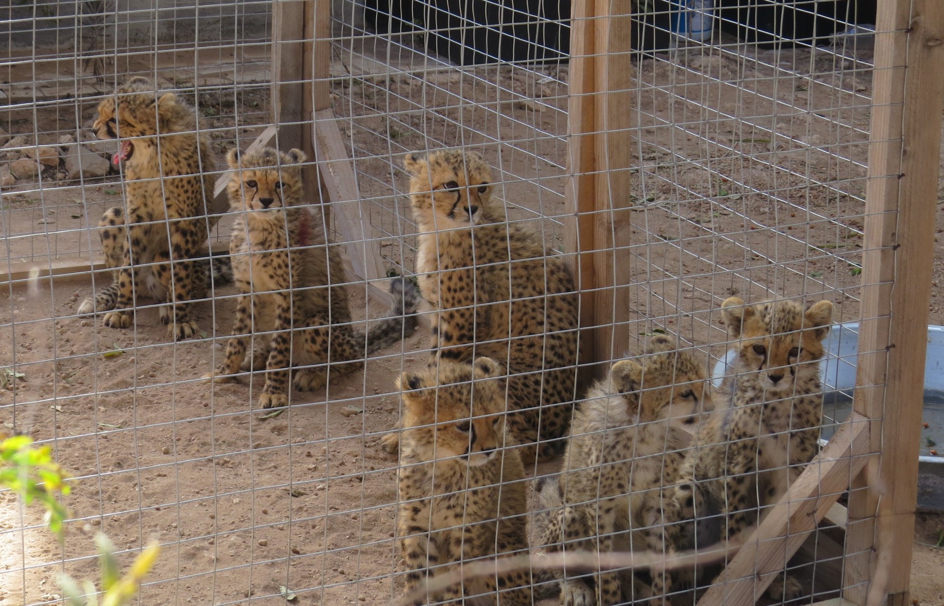 Cheetah cubs in a cage