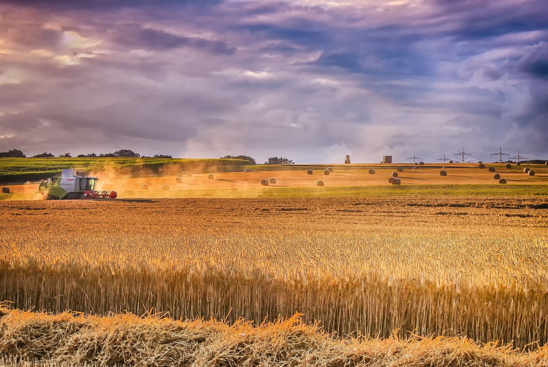 Harvesting wheat