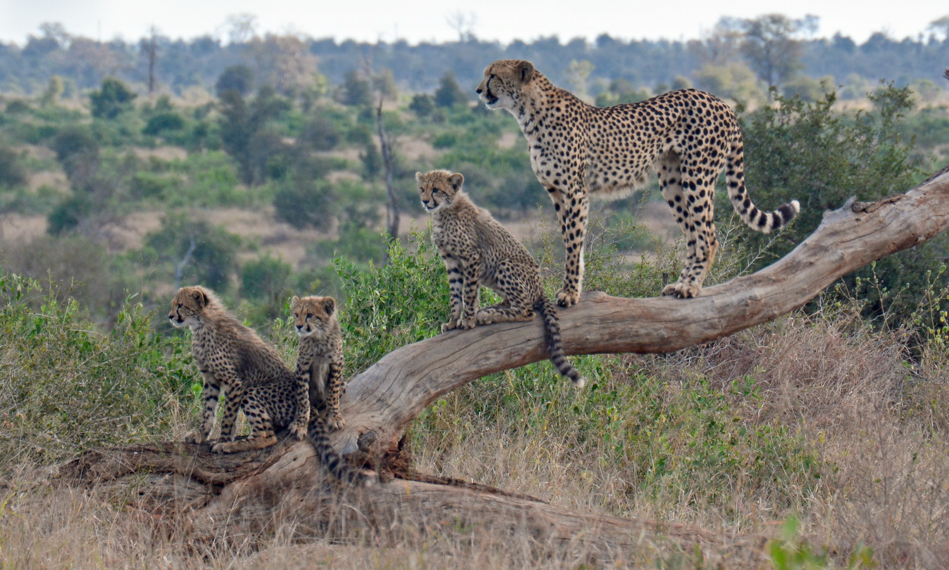 Cheetah mother and cubs