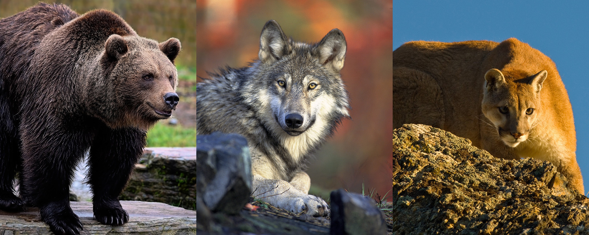 Grizzly bears, wolves, and cougars