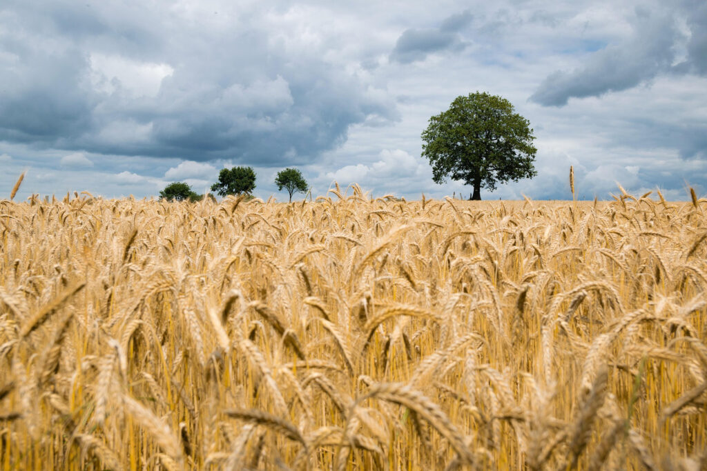 Wheat field