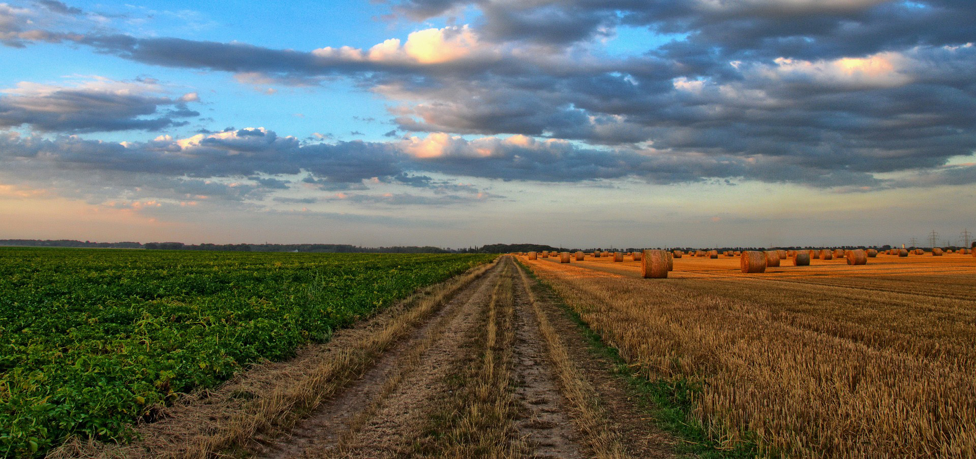 Growing field next to hay harvest