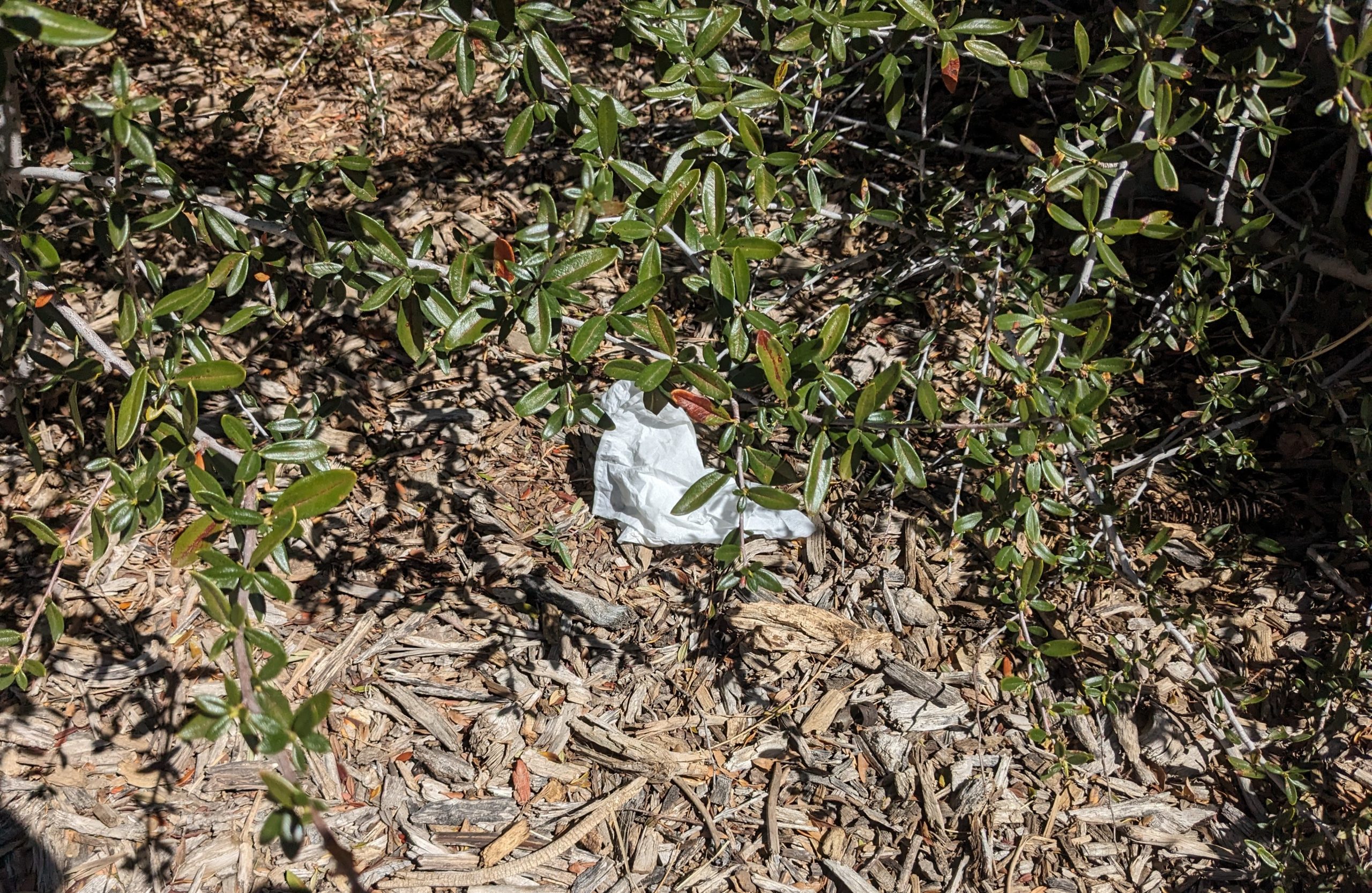Litter on Campus