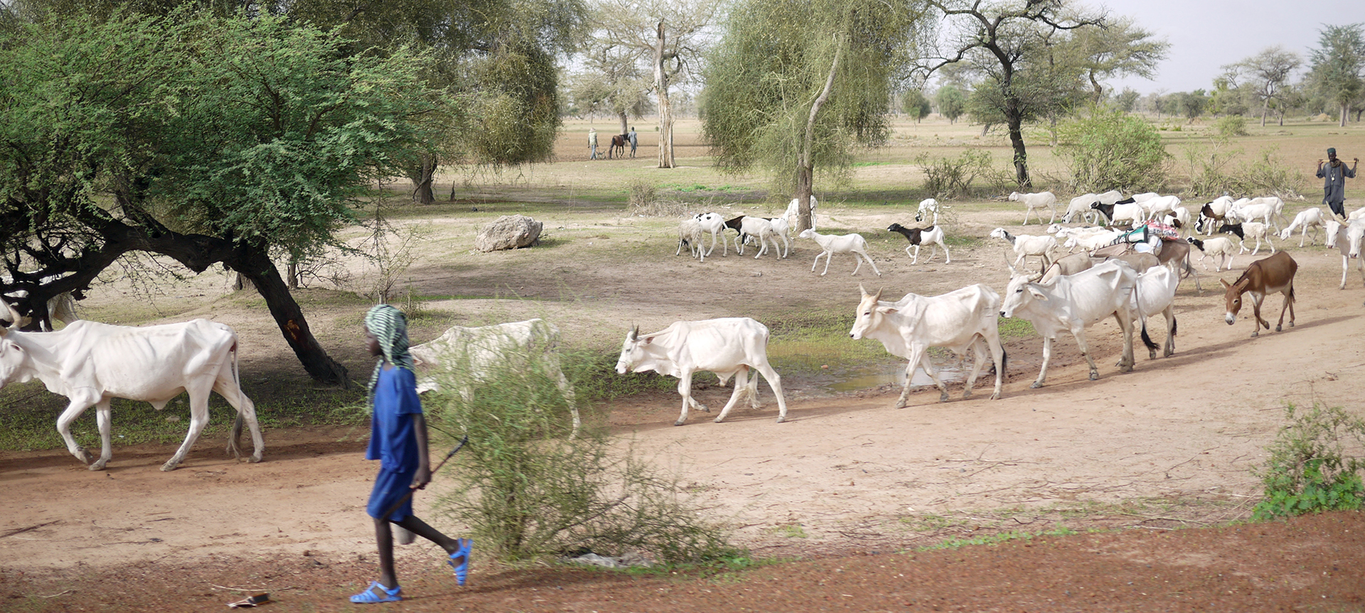 ulani (Fulbe) herder moves livestock in Senegal in 2015