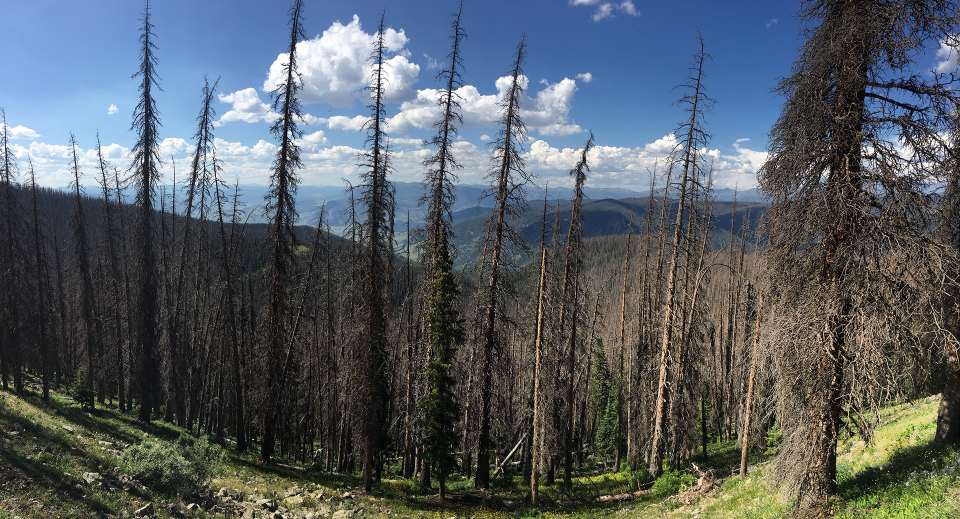 Engelmann spruce trees killed by the spruce beetle in Colorado’s Rio Grande National Forest